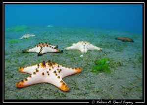 Some stars for your Christmas trees :-) by Raoul Caprez 